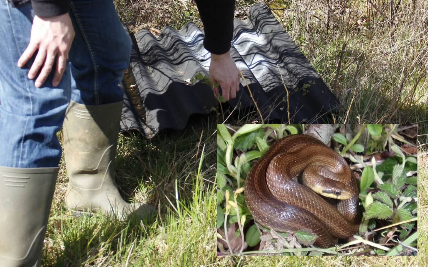 Des serpents moins menaçants que menacés