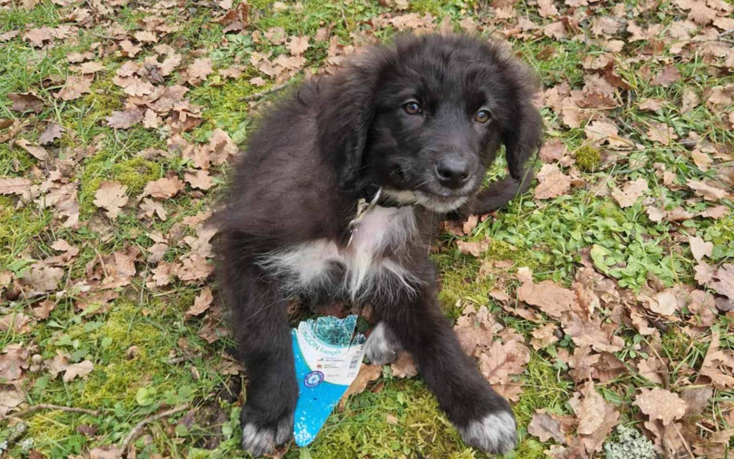 Un chiot disparu à Vouneuil-sous-Biard recherché par une association de Dordogne