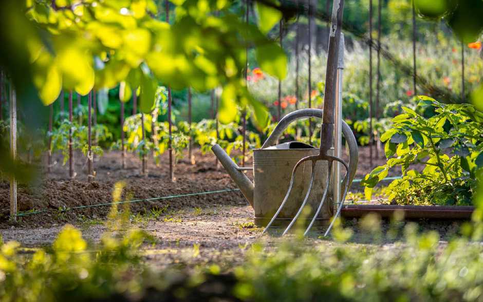 Mon premier potager