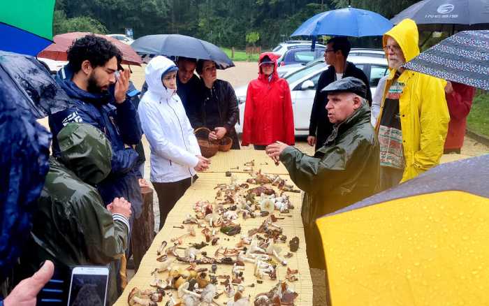 Champignons riment avec précautions