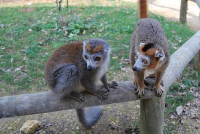 La Vallée des singes, 100% nature